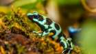 Poison dart frogs are highly poisonous Art Print